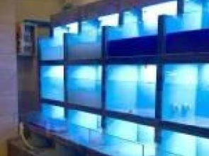 打造專業(yè)水族新生態(tài) 從定制魚缸到一站式水族解決方案